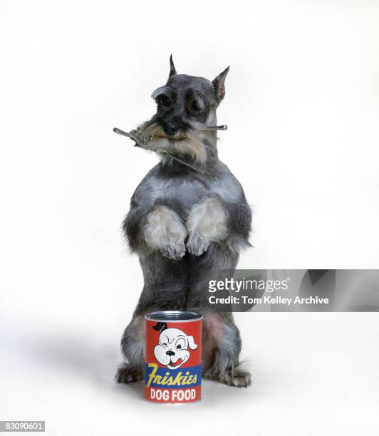 Schnauzer stands on its hind legs behind an unopened can of 'Friskies' brand dog food, a can opener in its mouth, California, 1950s.