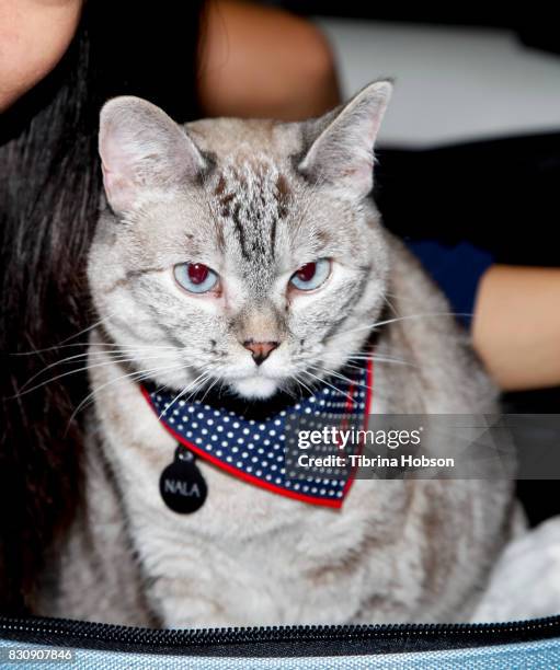 Nala attends the 3rd Annual CatCon at Pasadena Convention Center on August 12, 2017 in Pasadena, California.