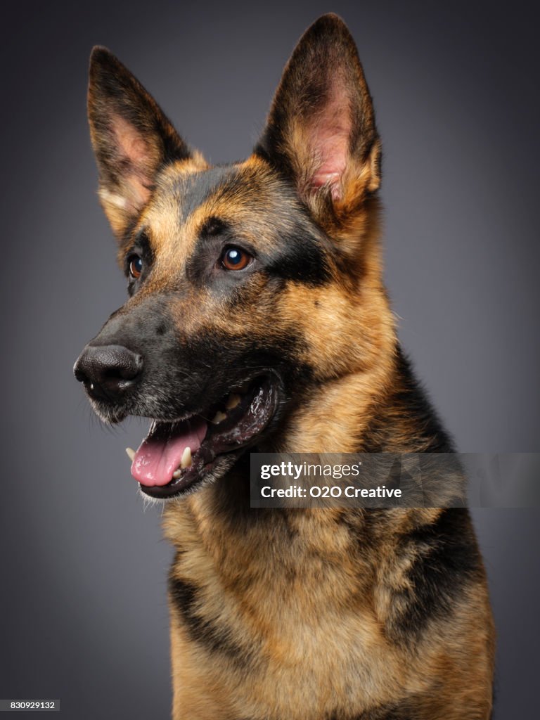 Purebred German Shepherd Dog High-Res Stock Photo Getty Images