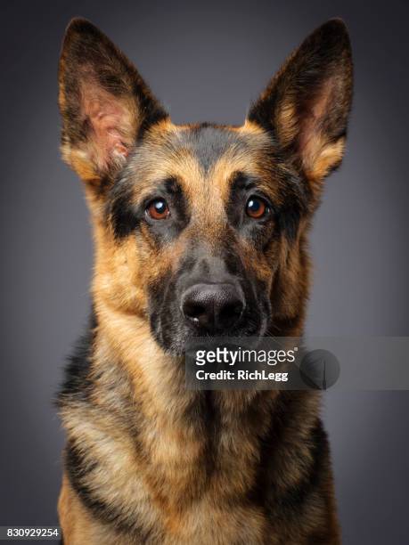 purebred german shepherd dog - german shepherd sitting stock pictures, royalty-free photos & images