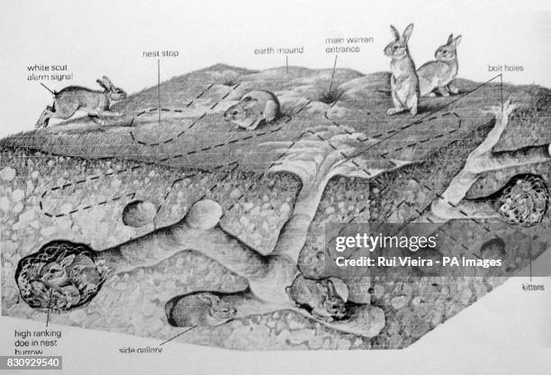 Sketch of a warren where burrowing rabbits unearthed pieces of rare 14th century medieval glass, which is thought to have come from a manor house in...