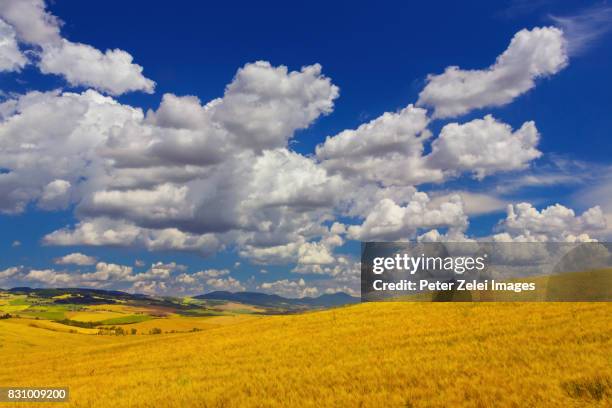 summer landscape in tuscany - san quirico d'orcia bildbanksfoton och bilder