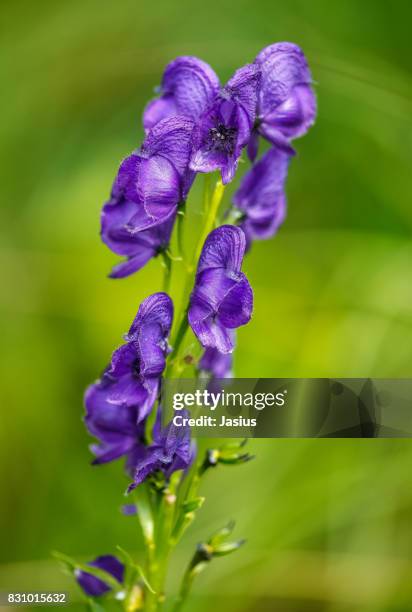 monk's-hood flower - monkshood stock pictures, royalty-free photos & images