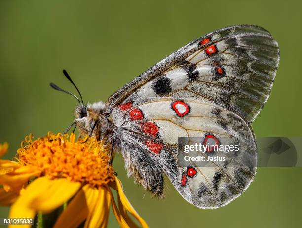 small apollo butterfly - mariposa apolo fotografías e imágenes de stock