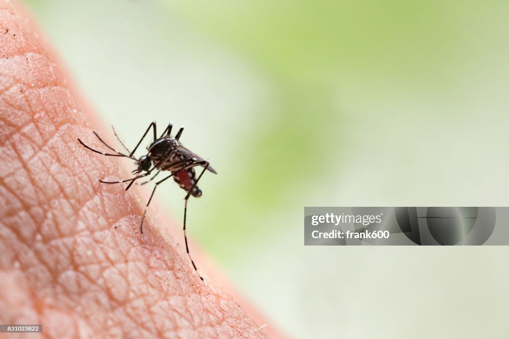 Aedes aegypti Mosquito. Feche um Mosquito chupando sangue humano.