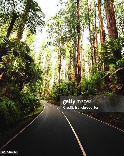 on the road inside the yarra ranges national park - australian road trip stock pictures, royalty-free photos & images