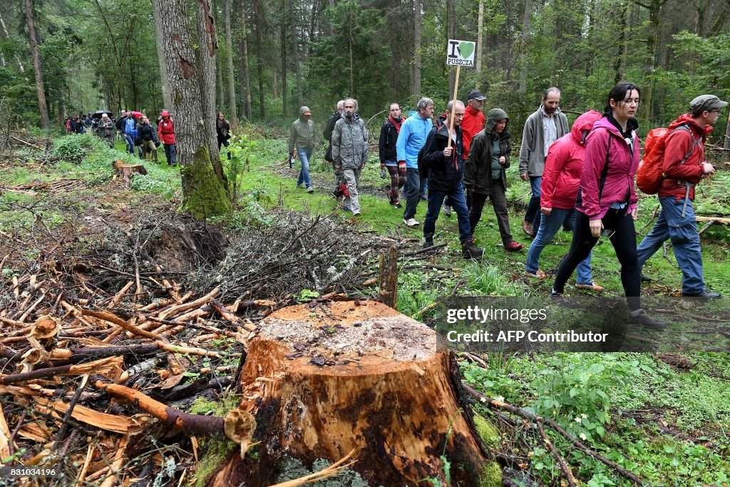 POLAND-FOREST