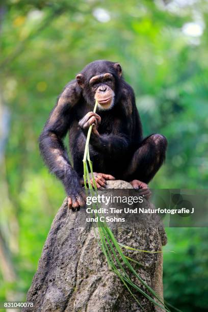 Chimpanzee, (Pan troglodytes troglodytes)