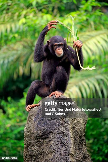 Chimpanzee Rocks 194 Chimpanzee Rock Stock Photos, High-Res Pictures, and Images - Getty ...