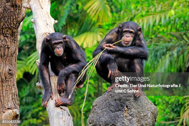 Chimpanzee Rocks 194 Chimpanzee Rock Stock Photos, High-Res Pictures, and Images - Getty ...
