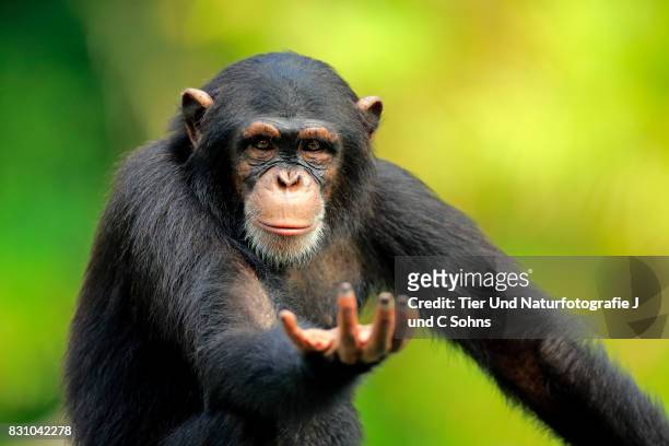 chimpanzee, (pan troglodytes troglodytes) - kunst, kultur und unterhaltung fotografías e imágenes de stock