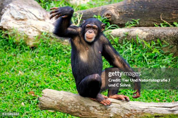 Chimpanzee Rocks 194 Chimpanzee Rock Stock Photos, High-Res Pictures, and Images - Getty ...