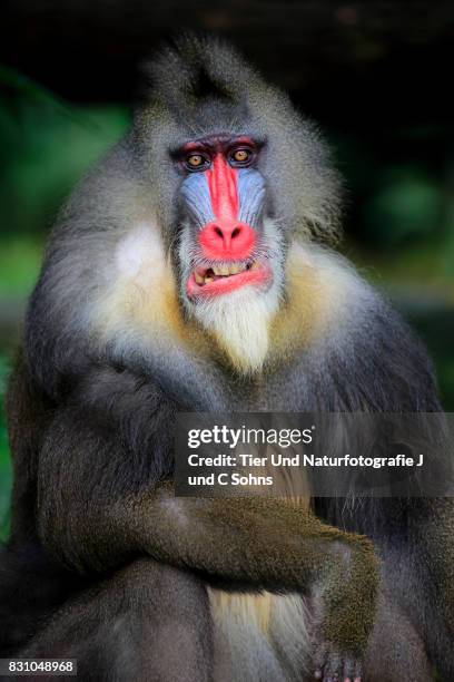Mandrill Map Mandrill Habitat Photos and Premium High Res Pictures - Getty Images
