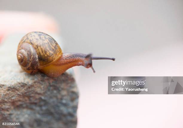brown snail on stone wall. - coquille de coque photos et images de collection