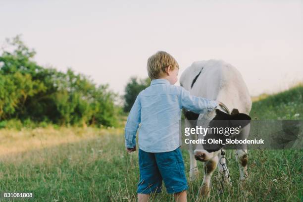 pojke petting kalv på ängen - happy cow bildbanksfoton och bilder