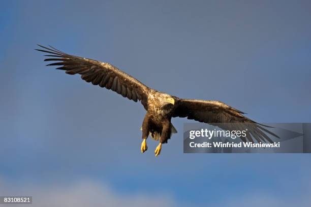 white-tailed sea eagle - flatanger stock pictures, royalty-free photos & images