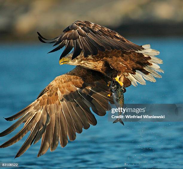 white-tailed sea eagle - flatanger stock pictures, royalty-free photos & images