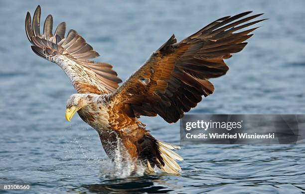 white-tailed sea eagle - flatanger stock pictures, royalty-free photos & images