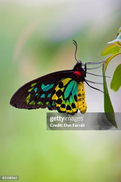 56 Ornithoptera Euphorion Stock Photos, High-Res Pictures, and