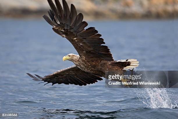 white-tailed sea eagle - swift bird stock pictures, royalty-free photos & images