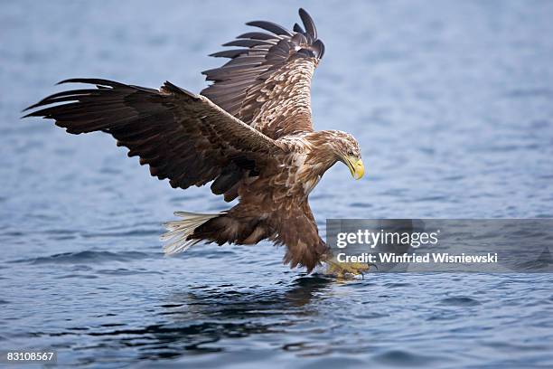 white-tailed sea eagle - flatanger stock pictures, royalty-free photos & images