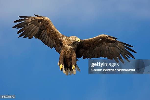 white-tailed sea eagle - gespreide vleugels stockfoto's en -beelden