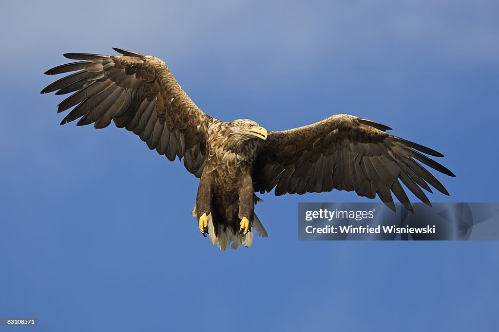 White-tailed sea eagle