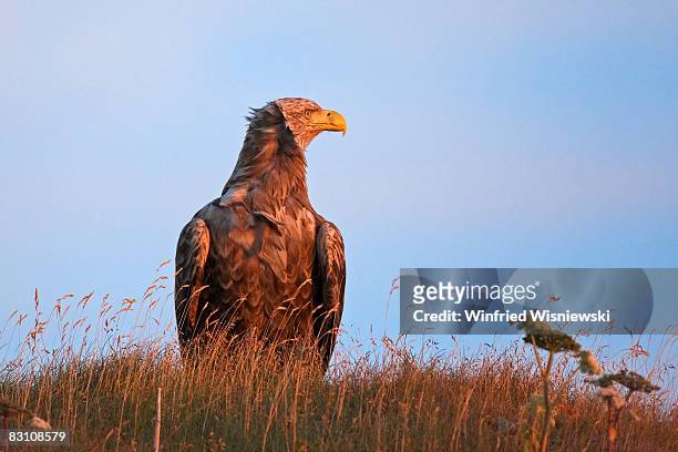 white-tailed sea eagle - flatanger stock pictures, royalty-free photos & images