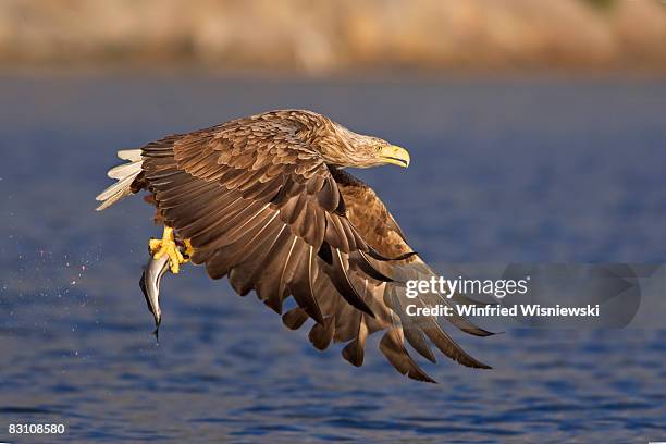 white-tailed sea eagle - flatanger stock pictures, royalty-free photos & images