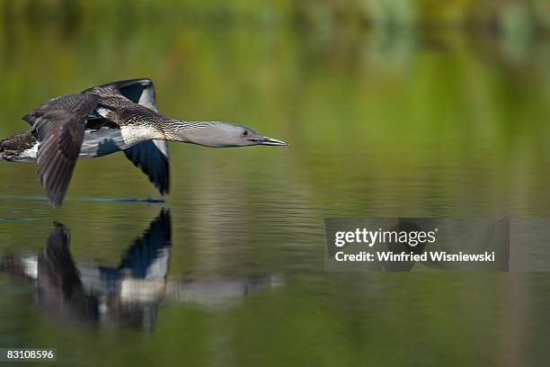 sterntaucher - duiker freshwater bird stockfoto's en -beelden