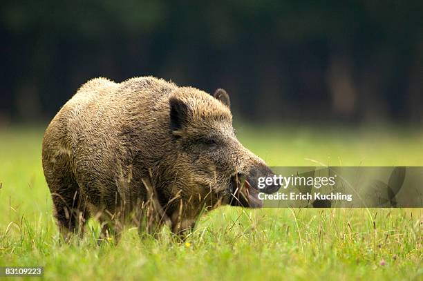 wild boar (sus scorfa) in grass - wildschwein stock-fotos und bilder