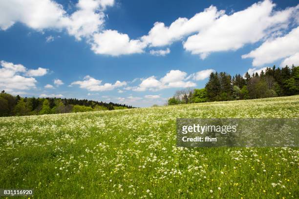 flower meadow iand forest (baden-württemberg, germany) - grass area stock pictures, royalty-free photos & images