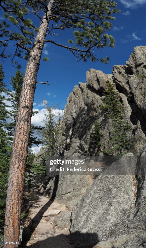 Vertical Panoramic Along The Needles Highway, South Dakota