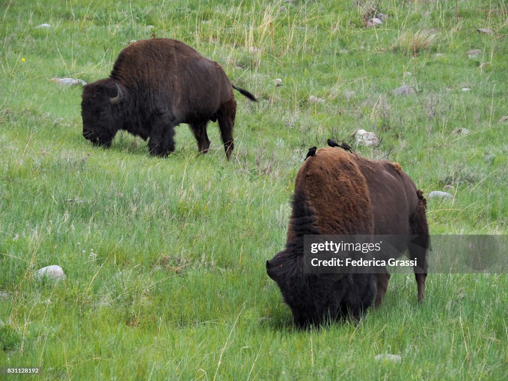 Two American Bison (Bison bison) Grazing at Badlands National Park, South Dakota