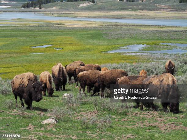 herd of american bison grazing at yellowstone national park - prairie stock pictures, royalty-free photos & images