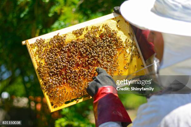 beekeeper in protective gloves inspecting frame with honeycomb from bees - apiculture stock pictures, royalty-free photos & images