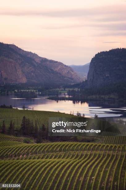 sunset at over vineyards in the south okanagan valley, okanagan falls, british columbia, canada - okanagan vineyard stockfoto's en -beelden