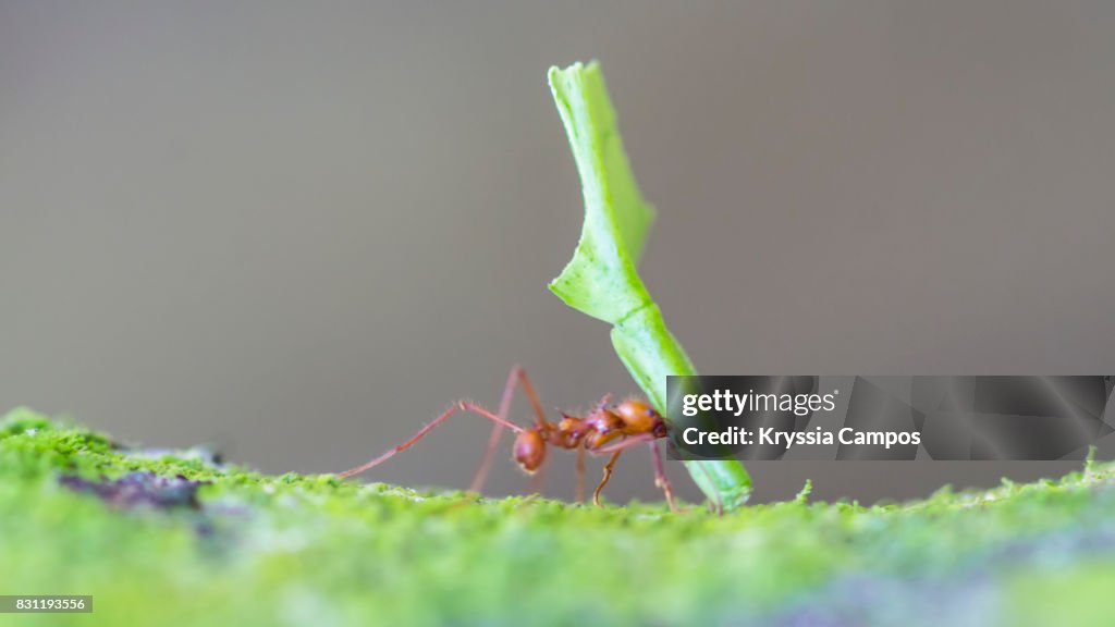 Leaf Cutting Ant (Atta cephalotes) walking with her leaf