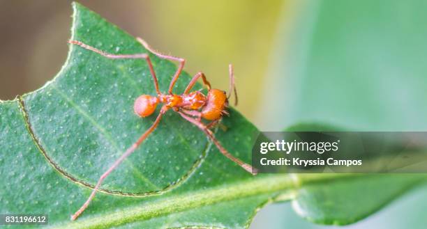 a leaf cutter ant trims off part of a leaf to take to its nest - ant nest stock pictures, royalty-free photos & images
