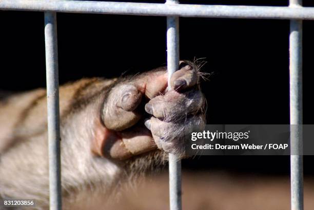 close-up of monkey hand in cage - animal finger stockfoto's en -beelden