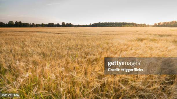 field of barley in late sunlight - barley stockfoto's en -beelden