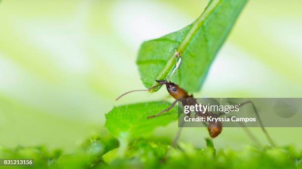 leaf cutter ant carrying leaf to its nest, costa rica - ant nest stock pictures, royalty-free photos & images