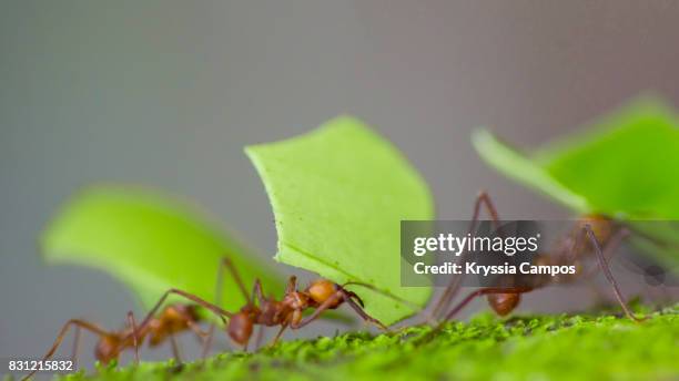 three leaf cutter ants with sections of leaves, costa rica - quisses fotografías e imágenes de stock