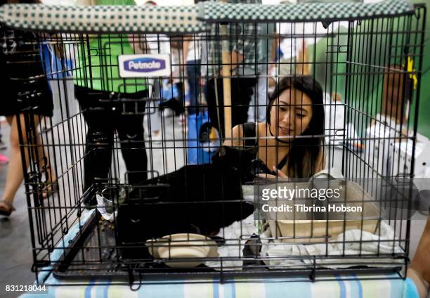 Cat enthusiast attends the 3rd Annual CatCon at Pasadena Convention Center on August 13, 2017 in Pasadena, California.