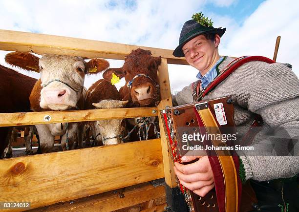 Cowboy Andi Meess plays accordion for his cows during the ceremonial cattle drive on October 4, 2008 in Schoenau am Koenigsee, Germany. At Schoenau...