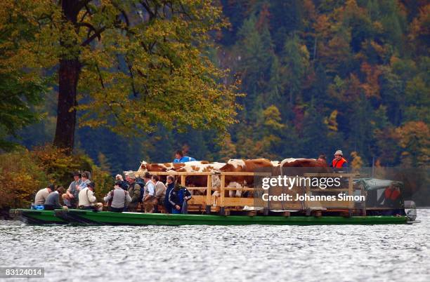 Boat with cows and farmers tracks over the Koenigsee Lake during the ceremonial cattle drive on October 4, 2008 in Schoenau am Koenigsee, Germany. At...