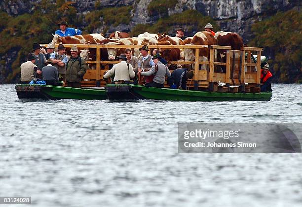Boat with cows and farmers tracks over the Koenigsee Lake during the ceremonial cattle drive on October 4, 2008 in Schoenau am Koenigsee, Germany. At...
