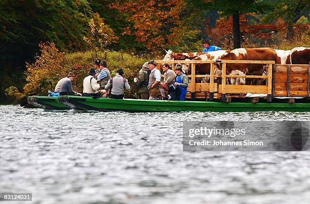 Boat with cows and farmers tracks over the Koenigsee Lake during the ceremonial cattle drive on October 4, 2008 in Schoenau am Koenigsee, Germany. At...