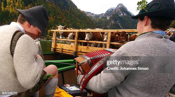 Two cowboys play accordion for their cows during the ceremonial cattle drive on October 4, 2008 in Schoenau am Koenigsee, Germany. At Schoenau the...