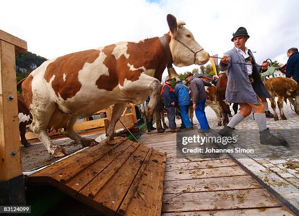 Farmer lets jump his cow out of a transport boat during the ceremonial cattle drive on October 4, 2008 in Schoenau am Koenigsee, Germany. At Schoenau...